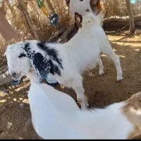 چپشت|حیوانات مزرعه|فاریاب, |دیوار