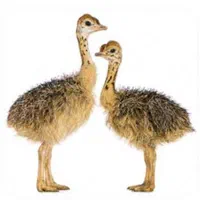 جوجه شترمرغ،گوشت تازه شترمرغ،روغن شترمرغ،