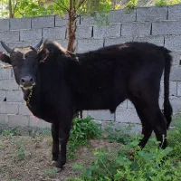 ورزا کوله - گاو نر