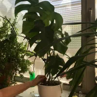 گلدان یوکا فیکوس برگ انجیری خرفه به دلیل مهاجرت|گل و گیاه طبیعی|تبریز, |دیوار