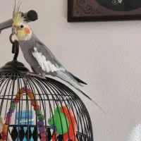 عروس هلندی نروماده همراه با قفس