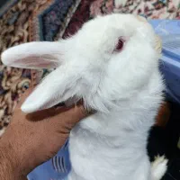 خرگوش دو نژاده