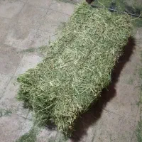 یونجه خرده فروشی و عمده