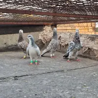 کبوتر|پرنده|تاکستان, |دیوار