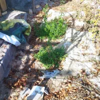 باغبانی و هرس کاری سمپاشی باغ ویلا