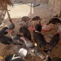 بوقلمون|حیوانات مزرعه|اندیمشک, |دیوار