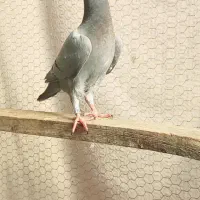 سه تا کبوتر پرشی