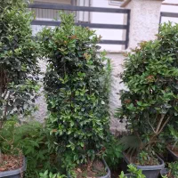 گل سطل ۴۰.یاس ریشه پرس