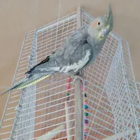 عروس هلندی رام با قفس ووسایل