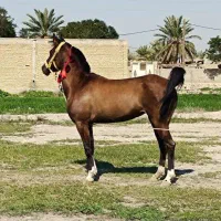 مادیان حمدانی