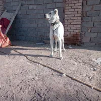 سلام سگ گله قمت 13