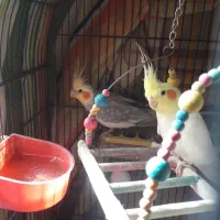 طوطی عروس هلندی و برزیلی|پرنده|محمدشهر, شهرک پیام (مهرالبرز)|دیوار