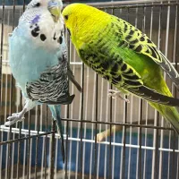 مرغ عشق انگلیسی|پرنده|سیرجان, |دیوار