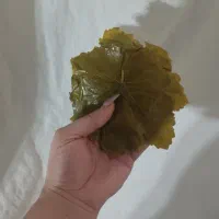 برگ مو دلمه تازه|خوردنی و آشامیدنی|مراغه, |دیوار