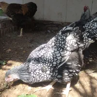 تخم نطفه دار  ویاندوت  گلین  برهما|حیوانات مزرعه|سبزوار, صالح آباد|دیوار