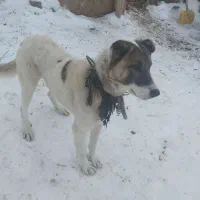 واگذاری سگ|سگ|صومای برادوست, |دیوار