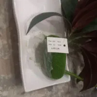 گل لمسی ارکیده سفید|گل مصنوعی|کرج, کوی امامیه|دیوار