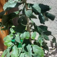 درخت کاکتوس|گل و گیاه طبیعی|مشهد, طرق|دیوار