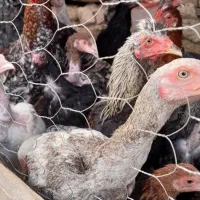 مرغ و خروس|پرنده|کبودرآهنگ, |دیوار