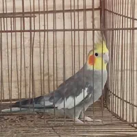 عروس هلندی نر سرحال|پرنده|بندر گناوه, |دیوار