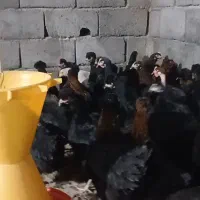 مرغ دم تخم