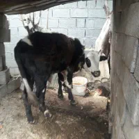 گاومحلی به همرا گوساله دورگ|حیوانات مزرعه|تنکابن, |دیوار