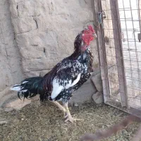 خروس لاری فروشی|حیوانات مزرعه|سراوان, |دیوار