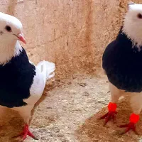 کبوتر طوقی آبی رنگه