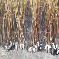 گردوفرنورپیوندی|خدمات باغبانی و درختکاری|تبریز, |دیوار