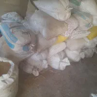 گندم رقم کلاته دیم|لوازم جانبی حیوانات|مینودشت, |دیوار