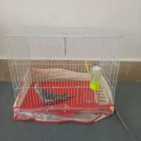عروس هلندی نر با قفس|پرنده|مشهد, شهرک مهرگان|دیوار