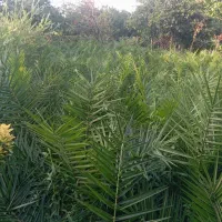 فونیکس نیم زباله