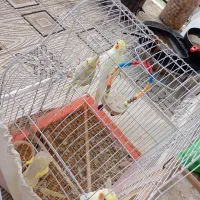۶ عدد عروس هلندی دو جفت و دو بچه بالغ