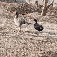 غاز محلی و اردک محلی|حیوانات مزرعه|مشگین شهر, |دیوار