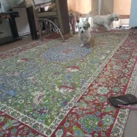 سگ فیندو روباهی واگذاری|سگ|سنندج, |دیوار