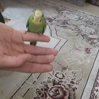 مرغ عشق نر بالغ|پرنده|تهران, شهرک شهید باقری|دیوار