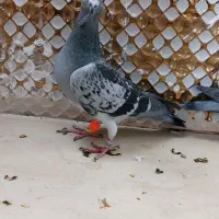 کبوترماده|پرنده|مشهد, انصار|دیوار