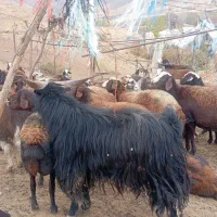 نربز|حیوانات مزرعه|بیرانوند, |دیوار