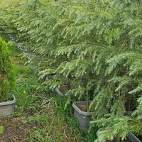 سدروس دئودورا آبی جعبه ای ریشه پرس|خدمات باغبانی و درختکاری|نوشهر, |دیوار