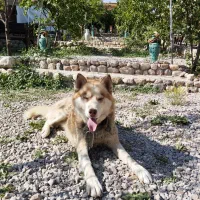 هاسکی قهوه‌ای|سگ|بروجرد, |دیوار