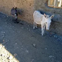 الاغ|حیوانات مزرعه|کوهدشت, |دیوار