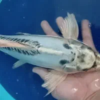 ماهی کوی مولد باله بلند|ماهی|یزد, |دیوار