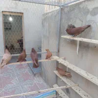 زرد وسرخ کاکلی|پرنده|کنگاور, |دیوار