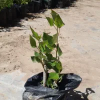 صنوبر اصلاح شده گلدانی مناسب تابستان
