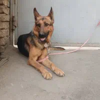 توله سگ ژرمن