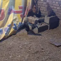 خروس دو رگه|حیوانات مزرعه|سیلوانه, |دیوار