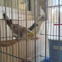 عروس هلندی|پرنده|قم, بنیاد|دیوار