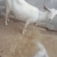 بز سانن