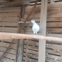 کفتر نقش. و پرشی|پرنده|یزد, |دیوار