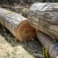 قطع انواع درخت بامجوز وخرید چوب|خدمات باغبانی و درختکاری|نیشابور, امام خمینی|دیوار